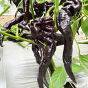 Zilongjiao No.1 Chili Seeds, 10 Seeds