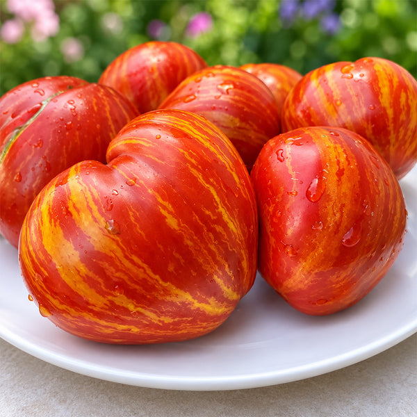 395 Dwarf Stony Brook Heart Tomato, 5 Seeds