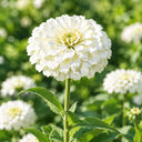 W1350 Large-Flowered White Zinnia, 100 Seeds