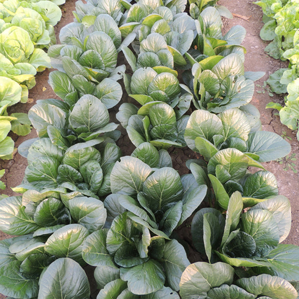 'Jiaoyan' Small Pak Choi Seeds, 10g
