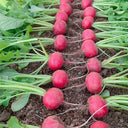 Red Cherry Radish Seeds, 10g