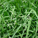 Festuca arundinacea 'Rebel V BT' Seeds, 200g