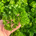 French Parsley Seeds, 2g