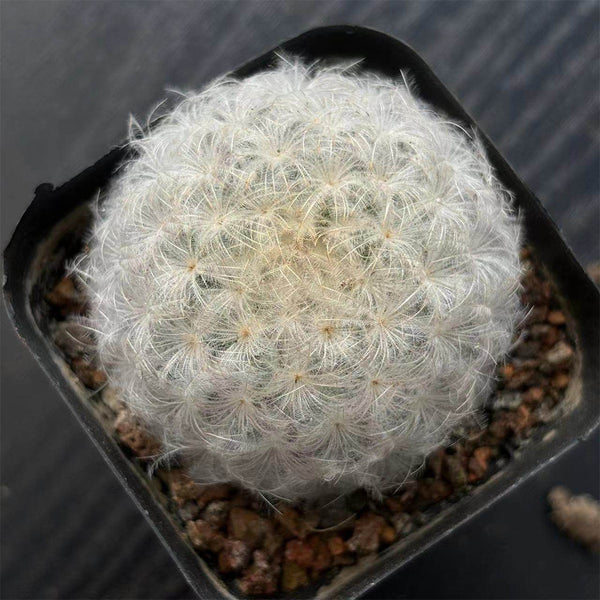 Feather Cactus, 3-4cm