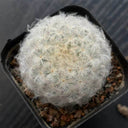 Feather Cactus, 3-4cm