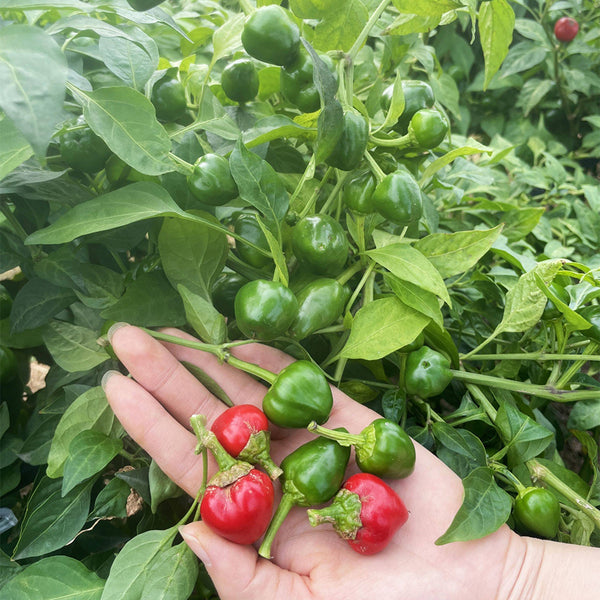 Jinjiao Hongtanzi Chili Pepper Seeds