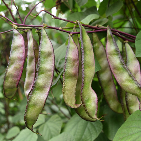 Hyacinth Bean Seeds, 5g Per Bag