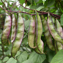Hyacinth Bean Seeds, 5g Per Bag