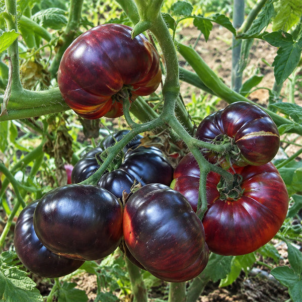 12 Scotsdale Road Tomato, 5 Seeds