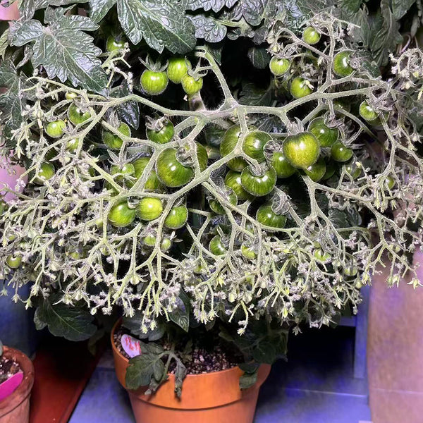 'Mini Shadow Stripe' Tomato Seeds, 3 Seeds