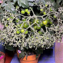 'Mini Shadow Stripe' Tomato Seeds, 3 Seeds