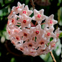 Hoya Jianfenglingensis, 5 Cuttings