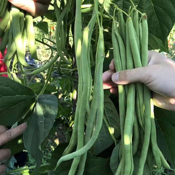 Stringless Snap Bean King Seeds, 5 × 10g Bags
