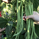 Stringless Snap Bean King Seeds, 5 × 10g Bags