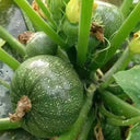 Black Pearl Zucchini Seeds, 100 Seeds