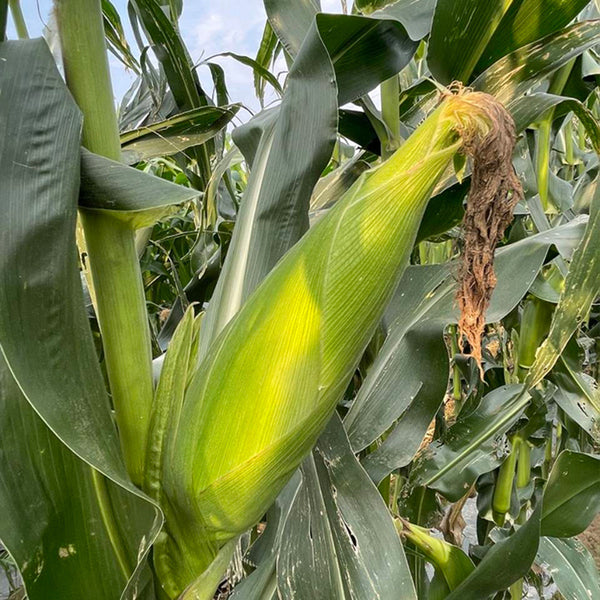 'Etianyu No.3' Corn Seeds