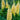 Yellow Lupin, 100 Seeds
