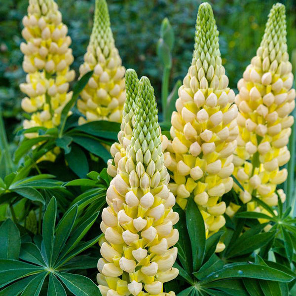 Yellow Lupin, 100 Seeds