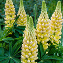 Yellow Lupin, 100 Seeds