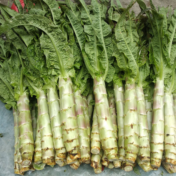 'Xiangsihong' Stem Lettuce Seeds, 10g