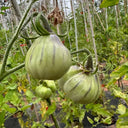 Blue Pear Tomato, 10 Seeds