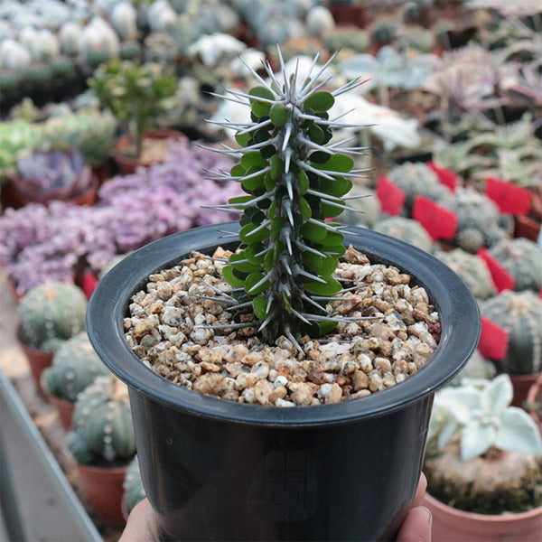 Alluaudia montagnacii, 7-8cm