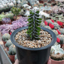 Alluaudia montagnacii, 7-8cm