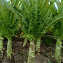 'Jiemei' Pointed-Leaf Red Celtuce Seeds, 10g