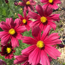 Evening Gown Red Cosmos Seeds, 2g