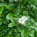 Orange Jasmine Seeds, 100 Seeds