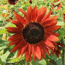 'Magician' Ornamental Sunflower Seeds, 2g