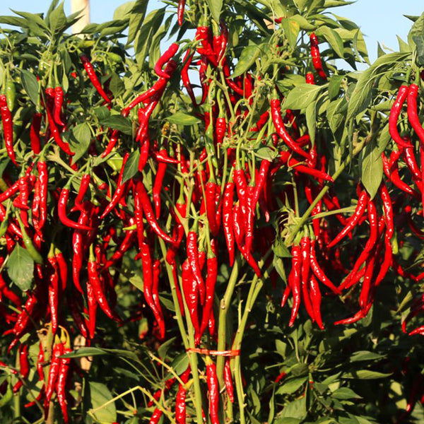 Chaodi Pepper Seeds, 0.3g