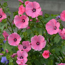 Hezhichun Rose Mallow Seeds, 1g