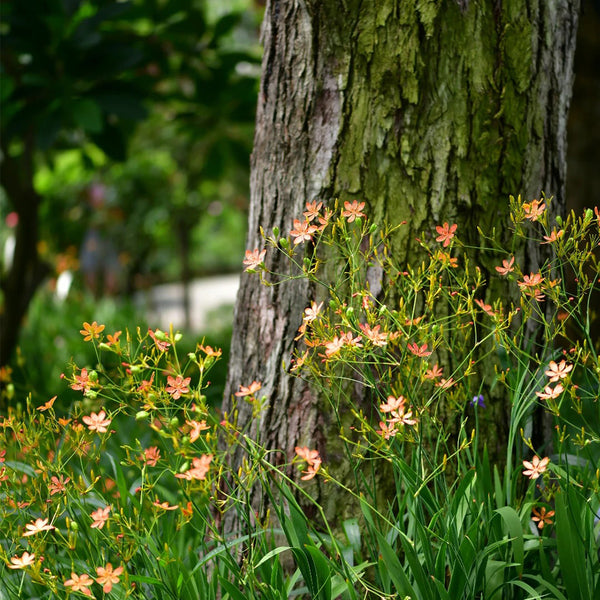 Blackberry Lily Seeds, 10g