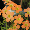 Oxalis obtusa Series Bulb - 'Gracilis', 4 Bulbs