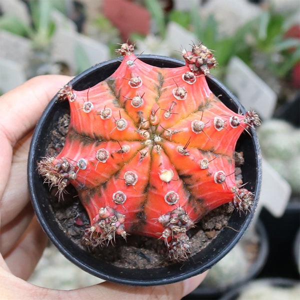 'Oil-Painted Peony' Red Live Cactus, 6-8cm