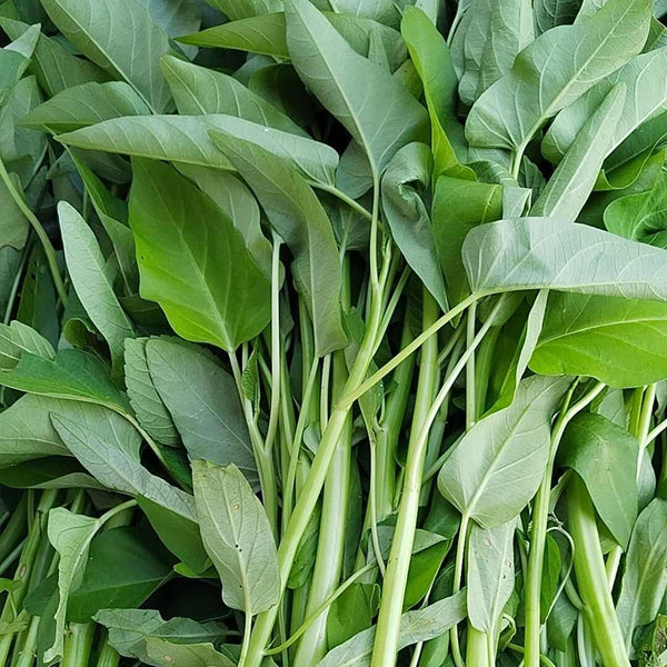 Large-Leaf White-Stem Water Spinach Seeds, 20g