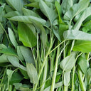 Large-Leaf White-Stem Water Spinach Seeds, 20g