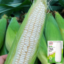 Jingbai Sweet-Waxy 968 Corn Seeds, 200g