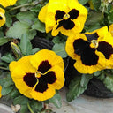 Super Bingo Series Blotched Yellow Pansy Seeds, 100 Seeds