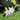Turkey Berry, 500 Seeds