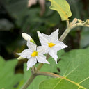 Turkey Berry, 500 Seeds