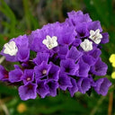 Wavyleaf Sea Lavender (Blue) Seeds, 200 Seeds