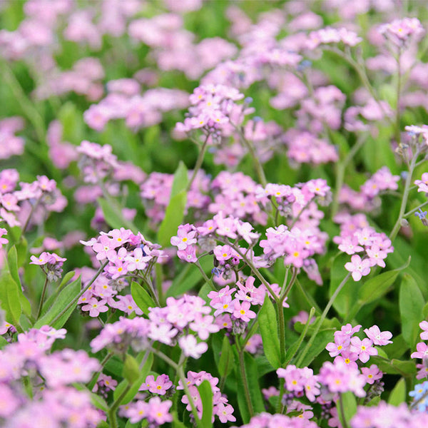 Pink Alpine forget-me-not Seeds, 200 Seeds