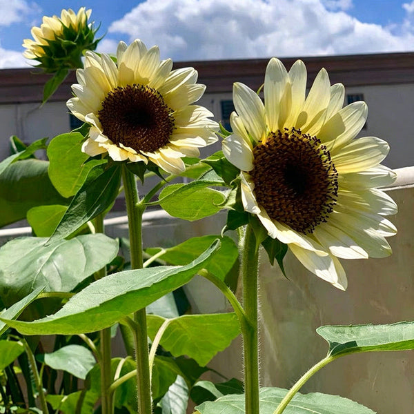 White Lover Sunflower, 20 Seeds