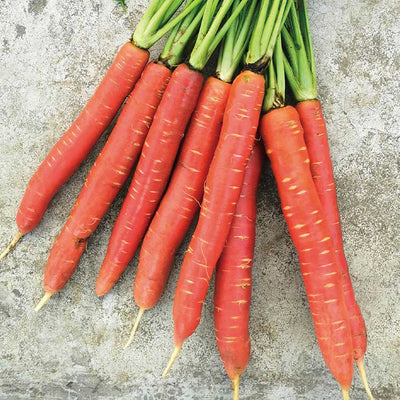 Carrot
