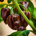 Chocolate Habanero, 5 Seeds