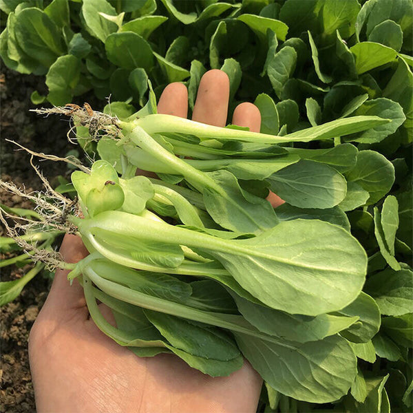 Jiemei Fast-growing Baby Bok Choy Seeds, 20g