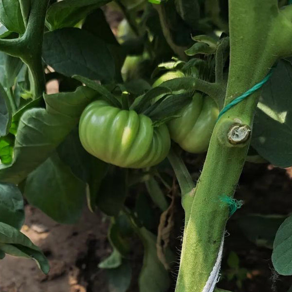 Green Steak Tomato, 100 Seeds