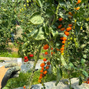 Orange Fountain Tomato Seeds, 5 Seeds